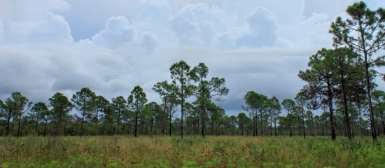 Picture of an undeveloped property in Palm Beach County full of pine trees, grasses, and shrubs