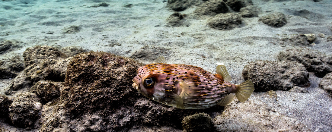 Pufferfish swimming at a Palm Beach County Artificial Reef Site
