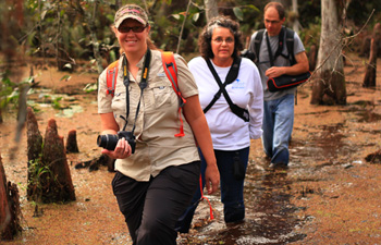Attendees slogging through a swamp at a Guided Photography Workshop in a Natural Area.