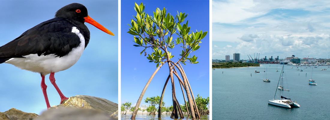 Pictures of an American Oystercatcher Bird, Red Mangrove tree, and scene from Lake Worth Lagoon
