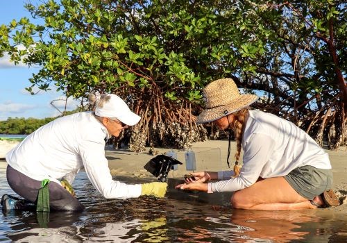Picture of a Volunteer planting a mangrove in Lake Worth Lagoon