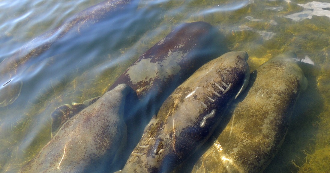 Group of manatees resting and eating seagrass at Mac Arthur Beach State Park in Lake Worth Lagoon Estuary 