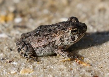 Picture of a small toad