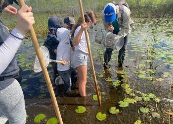Checking minnow trap in the wetland