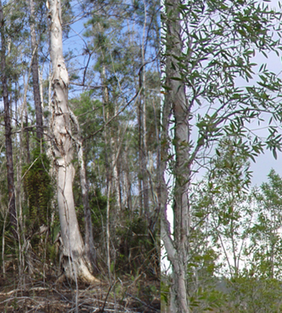 Close up image of peeling bark (left) and leaves (right) on Melaleuca tree