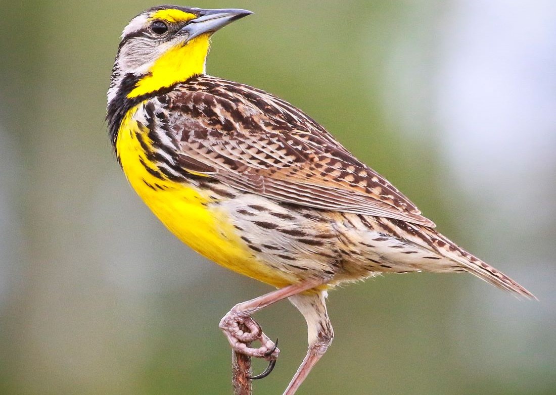 Image of a Meadowlark Sitting on a branch