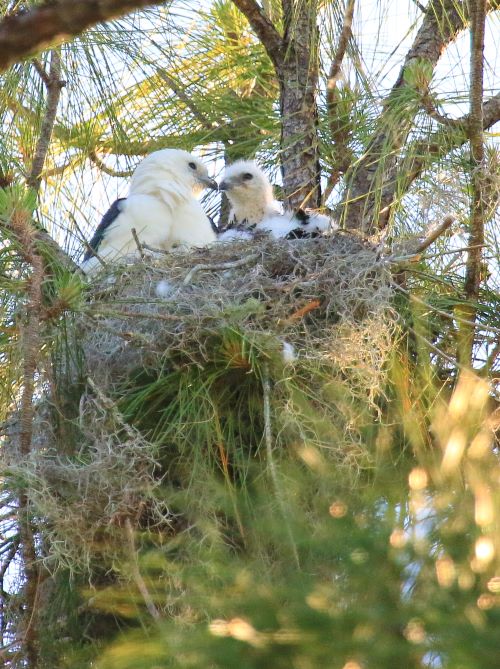 Swallow tailed kite chicks in nest waiting for parents