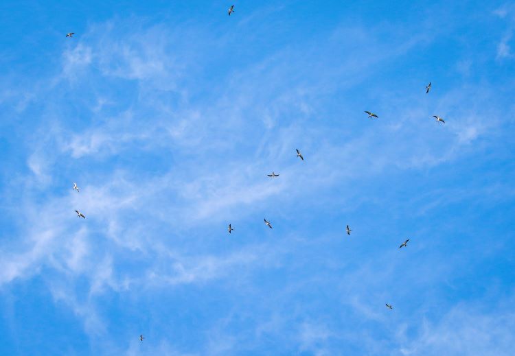 Swallow tailed kites flying high in the afternoon sky