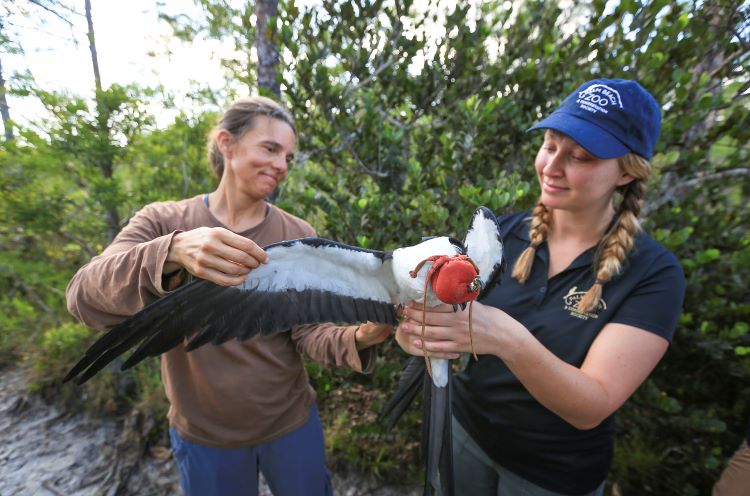 Additional examination of the bird is done prior to release