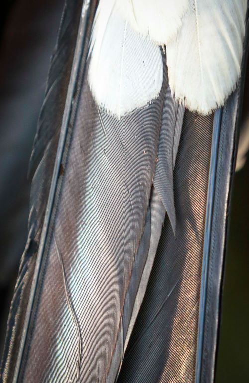Close up of the swallow tailed kite's feathers
