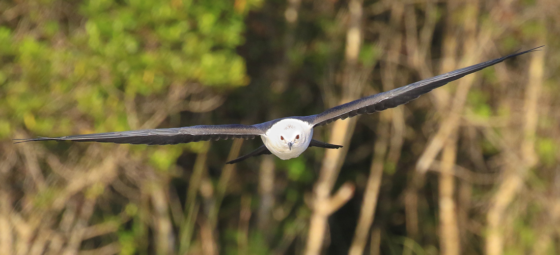 Swallow tailed kite mid flight