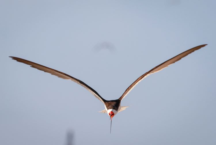 Close up of a black skimmer shorebird in flight
