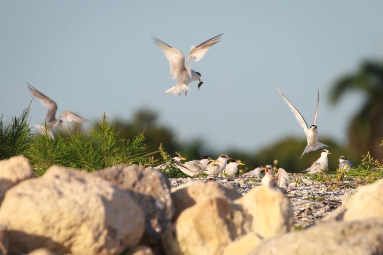 Least Tern parent brining food to nesting chicks