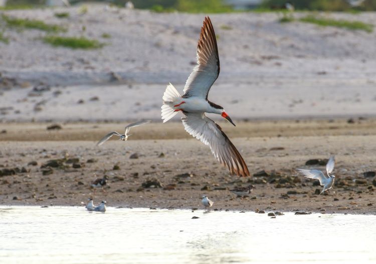 Picture of Least Terns and Black Skimmer Shorebirds in Lake Worth Lagoon