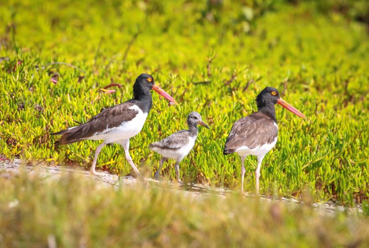 Picture of Family of American Oystercatcher birds at Tarpon Cove Restoration in Lake Worth Lagoon Estuary