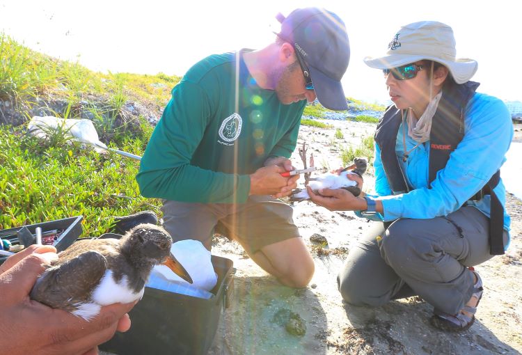 Image of researchers placing identification bands on shorebirds
