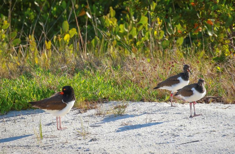 Picture of American Oystercatcher chicks and adults reunited