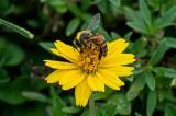 parks for pollinators bioblitz