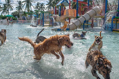 Waggin at Waterpark Calypso Bay