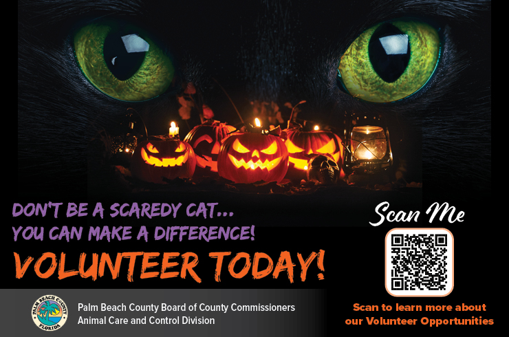 acc halloween 740x490.jpg