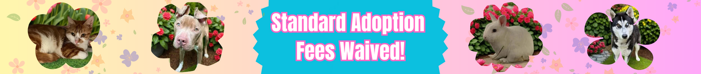 Waived Adoption Fees for CATober