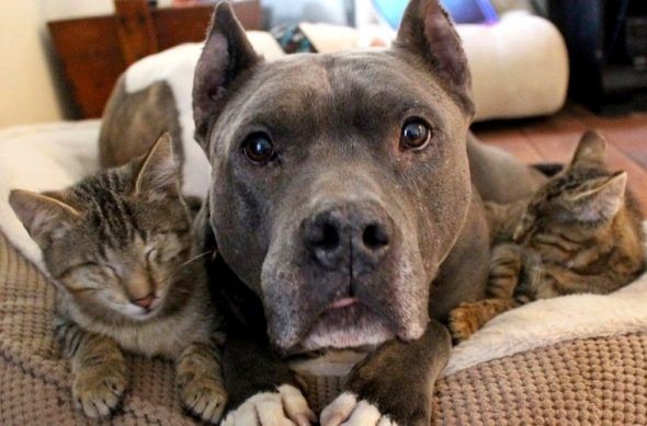 Great Dane and kitten