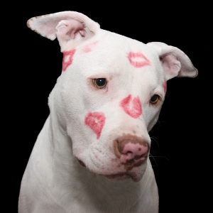 White Dog with Kisses