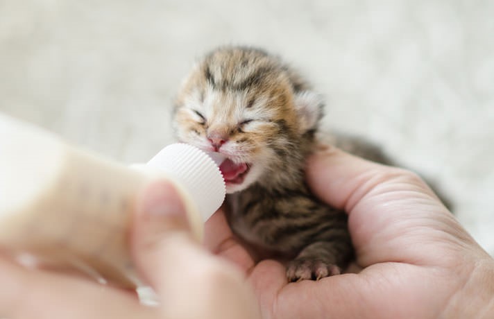 Kitten getting bottle