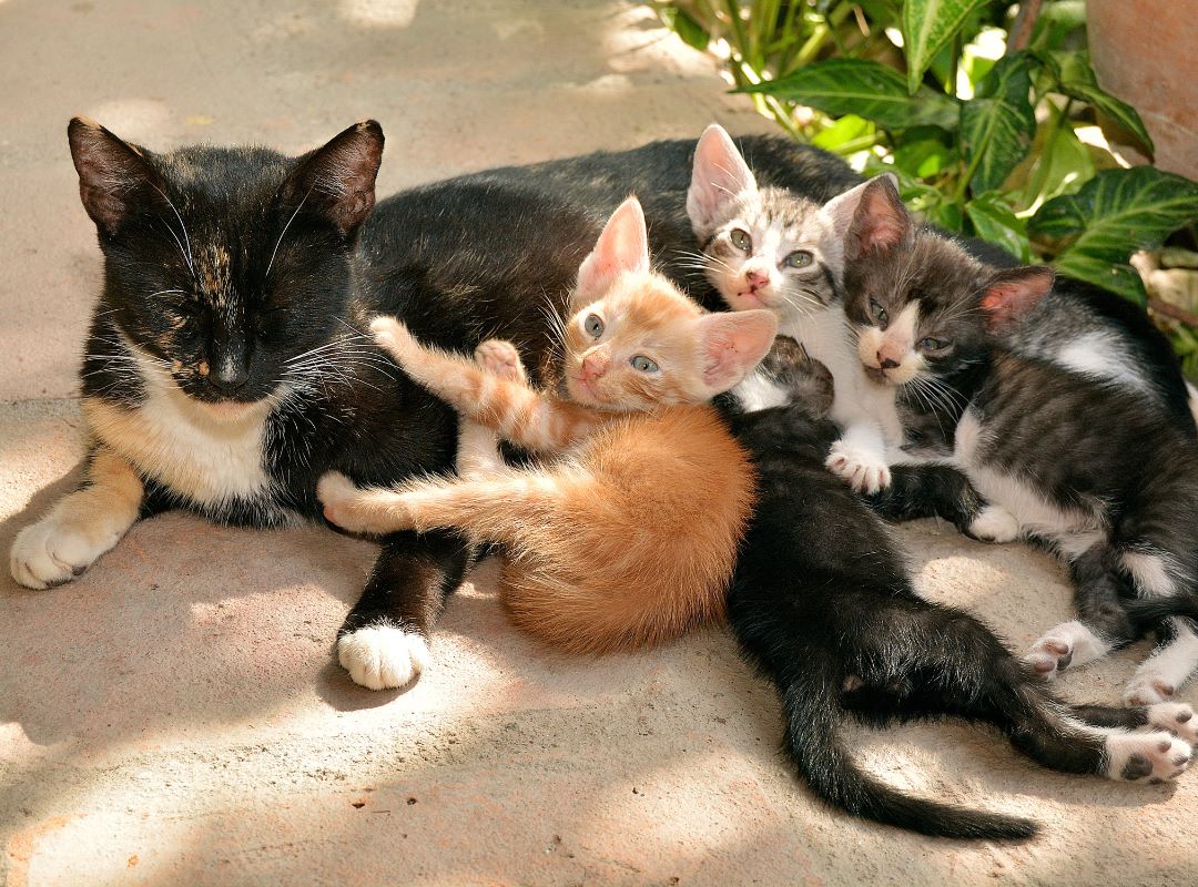 mom and kittens