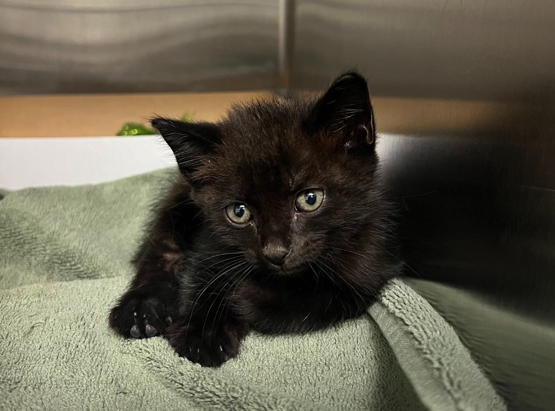 photo of a kitten at shelter