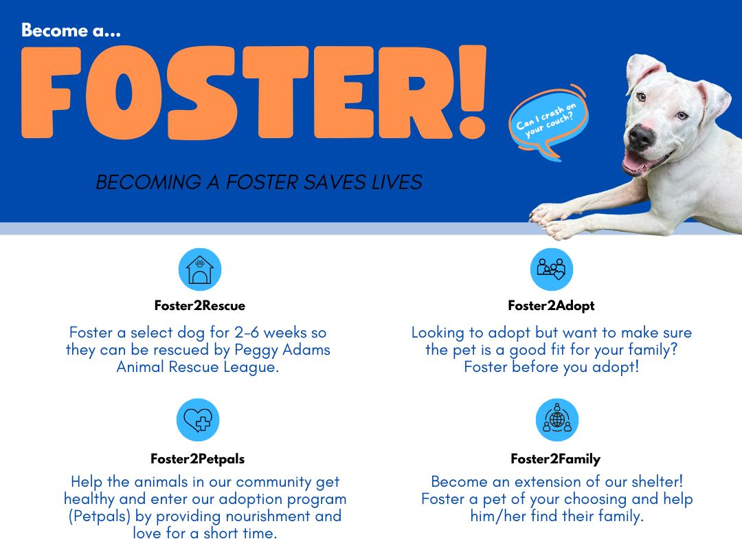 photo of all Foster options program