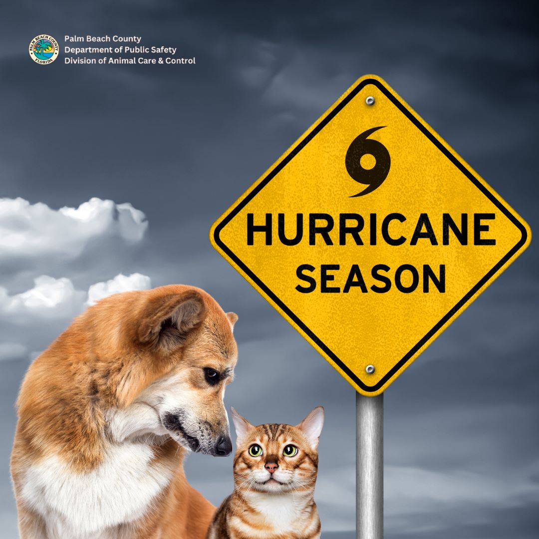 Photo of a dog and a cat and a hurricane sign