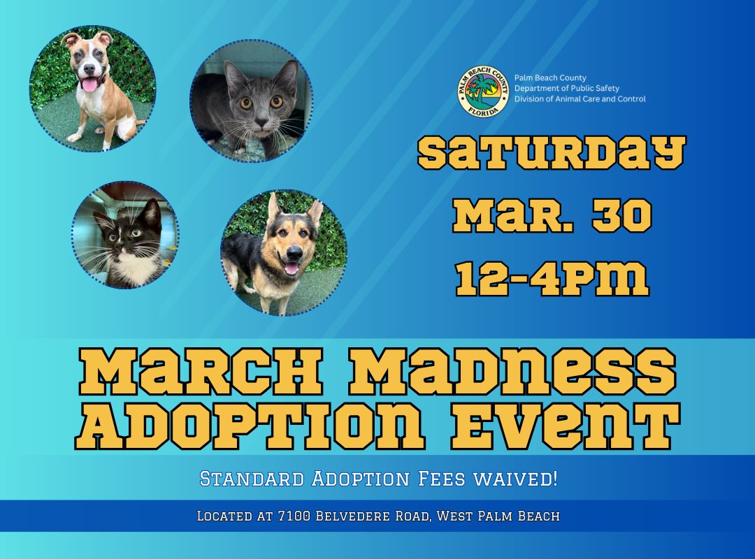 March Madness - Adoption Event