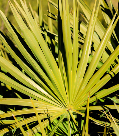 Close up of saw palmetto frond