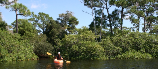 Picture of a kayaker paddling along the edge of Jackson Riverfront Pines Natural Area