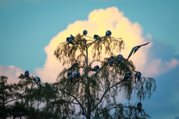 Birds roosting in tree tops as sun sets 